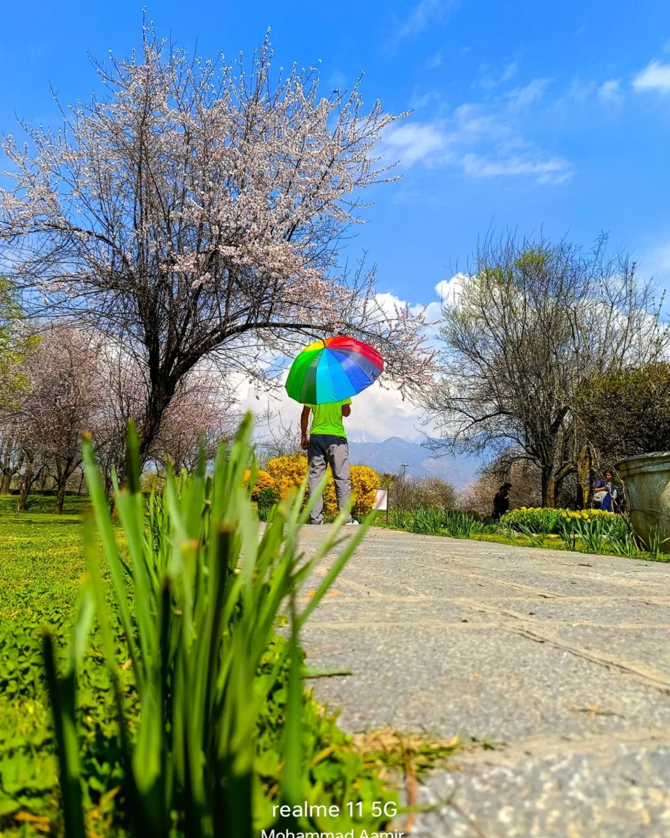 Symphony of Spring in Kashmir - Tripoto