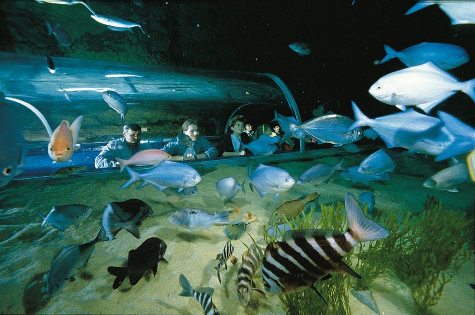Photo of Auckland and its Turquoise Abyss 2/2 by TraveasyUK