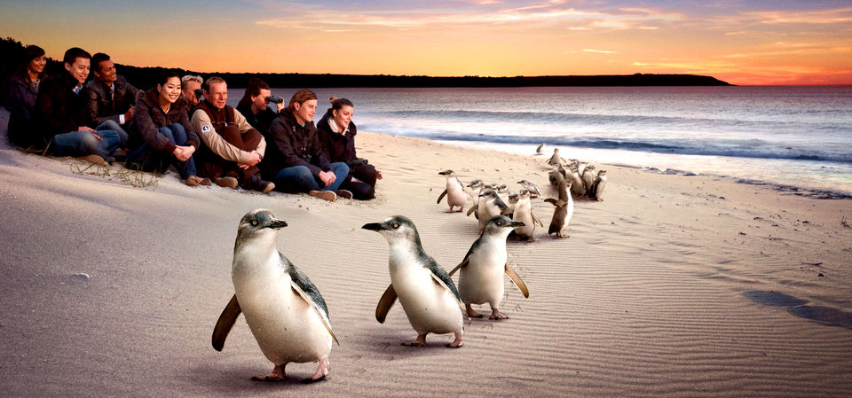 Photo of An Ultimate Outdoor Experience in Melbourne 2/4 by TraveasyUK