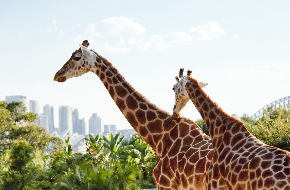 Photo of Sydney: Kaleidoscopic Terrains, Charismatic Sights 2/2 by TraveasyUK
