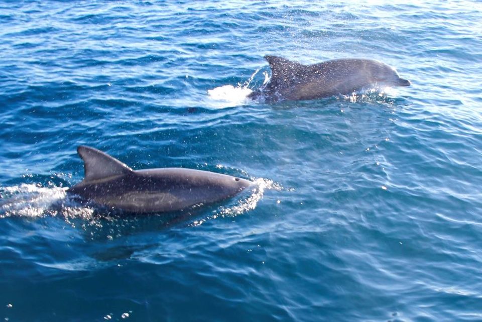 Photo of Dolphin watching at Jervis Bay 3/7 by Ayan