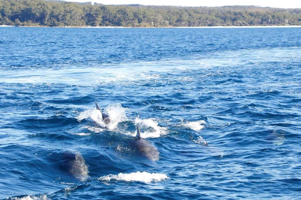 Photo of Dolphin watching at Jervis Bay 4/7 by Ayan