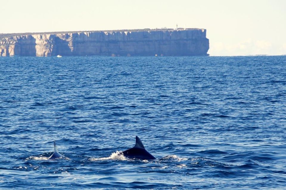 Photo of Dolphin watching at Jervis Bay 5/7 by Ayan