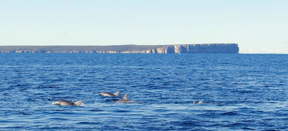 Photo of Dolphin watching at Jervis Bay 7/7 by Ayan