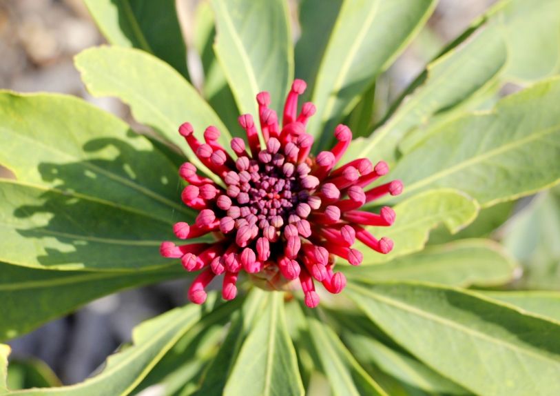 Photo of The Australian Botanic Garden, Mount Annan NSW, Australia by Ayan