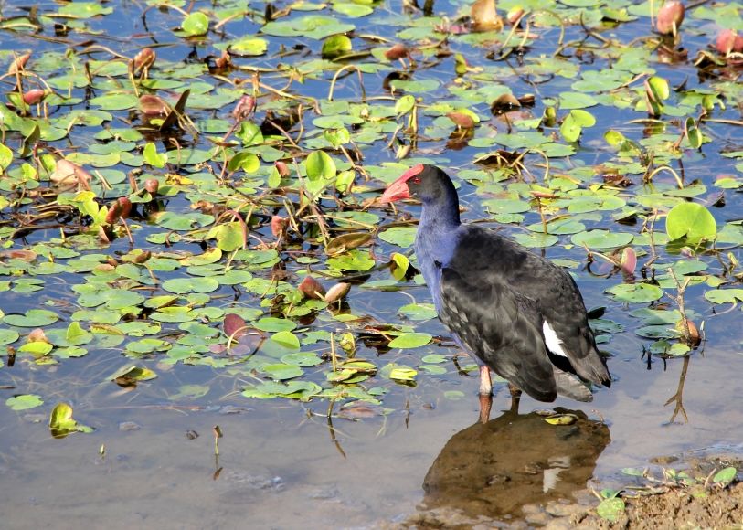 Photo of The Australian Botanic Garden, Mount Annan NSW, Australia by Ayan