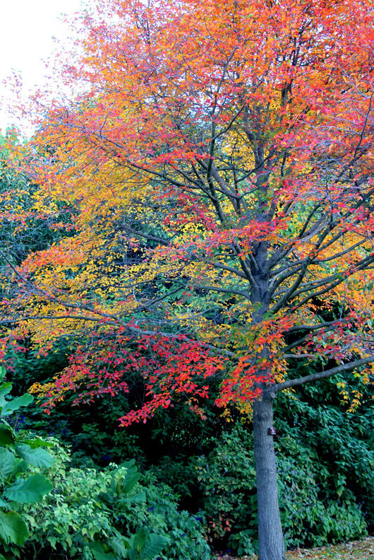 Photo of Royal Tasmanian Botanical Gardens, Lower Domain Road, Hobart TAS, Australia by Ayan