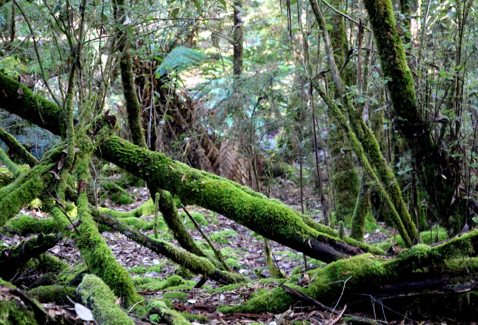 Photo of In Van Diemen’s land: My travels in Tasmania - 5 by Ayan