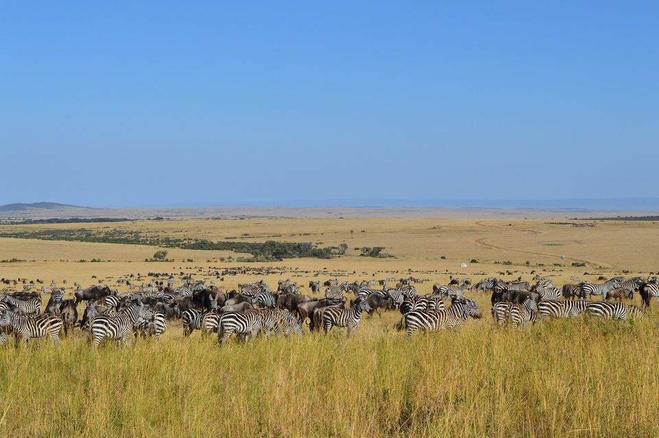 Photo of Best national parks to see the Big 5 in Kenya 2/9 by Kavish Arora