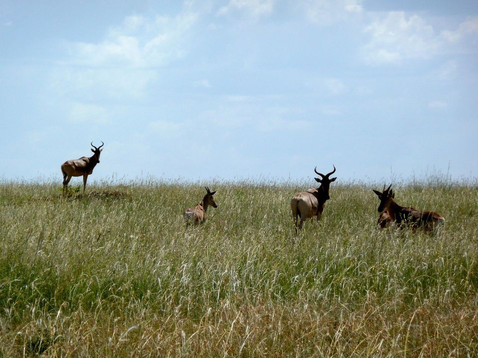 Photo of Best national parks to see the Big 5 in Kenya 6/9 by Kavish Arora