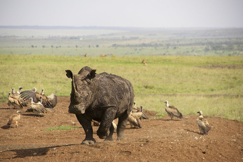 Photo of Best national parks to see the Big 5 in Kenya 7/9 by Kavish Arora