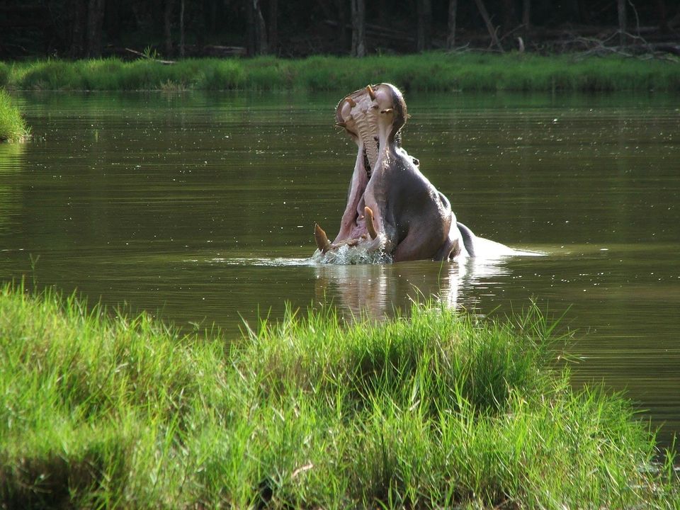 Photo of Best national parks to see the Big 5 in Kenya 8/9 by Kavish Arora