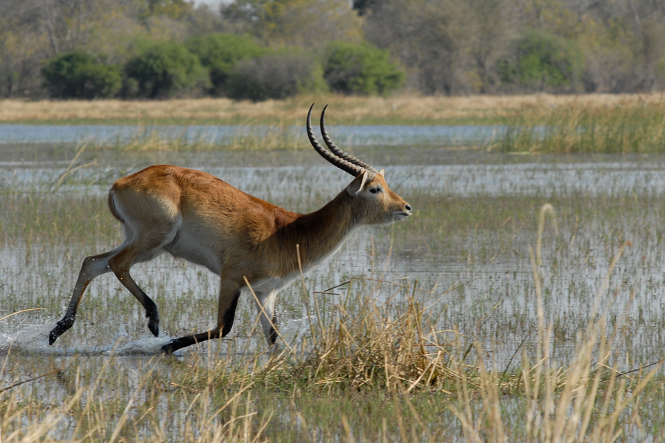 Photo of Best national parks to see the Big 5 in Kenya 9/9 by Kavish Arora