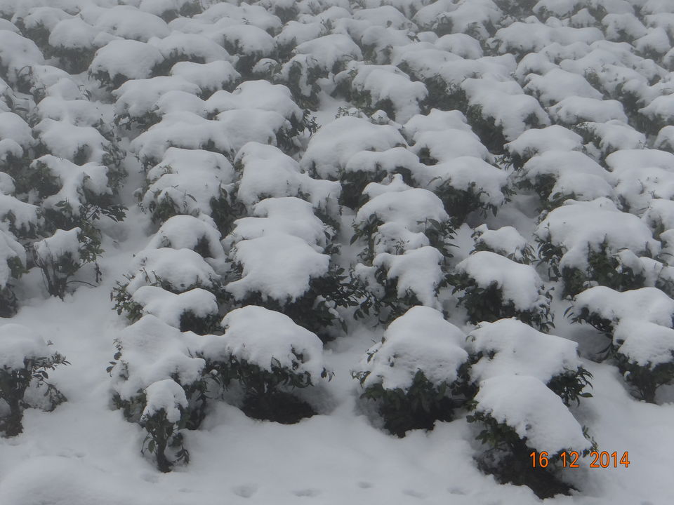 Photo of Why Kausani is so special :-) 3/6 by Nidhi Sharma