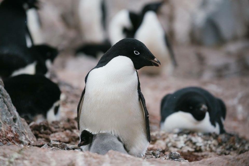 Photo of White Christmas 2016 - Antarctica Conquered !! 13/26 by Hardik Mehta