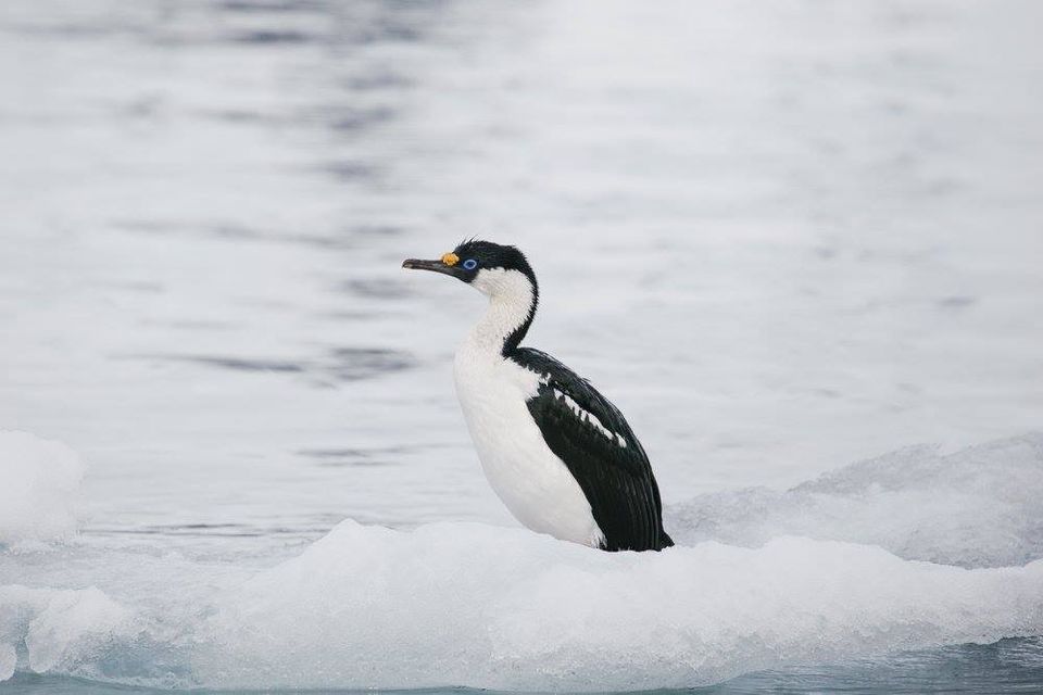Photo of White Christmas 2016 - Antarctica Conquered !! 23/26 by Hardik Mehta