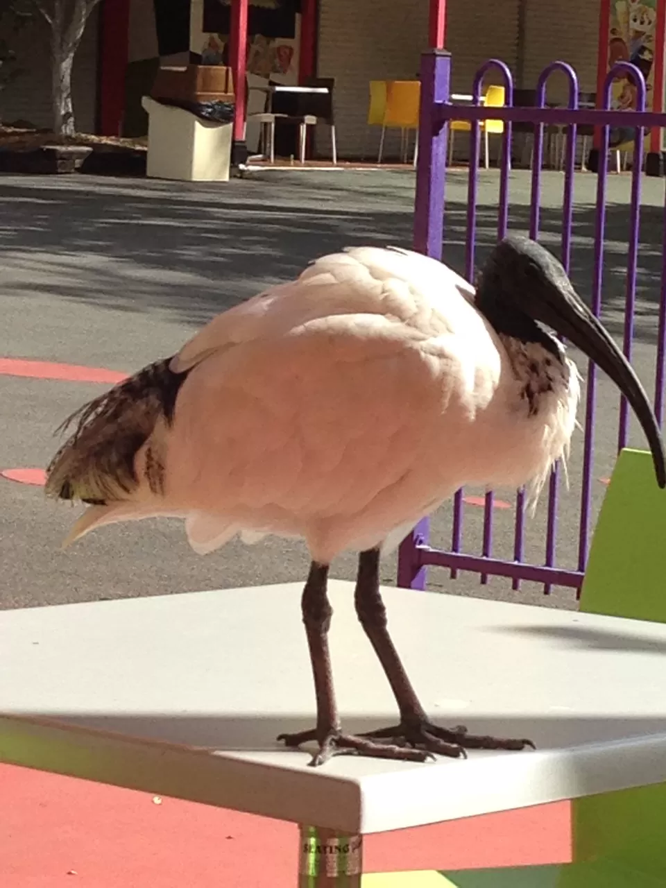 Photo of Port Douglas, Port Douglas QLD 4877, Australia by Pooja Chawla