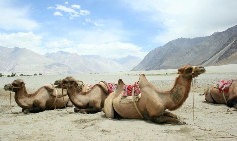 Photo of Mountain Biking to the Nubra Valley by Himalayan Bikers
