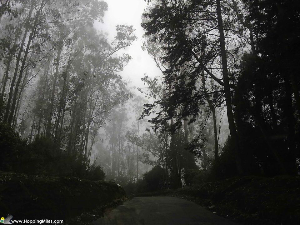 Photo of Bangalore to Ooty: A Scenic Journey That Makes The Perfect Road Trip 2/24 by Ashwini