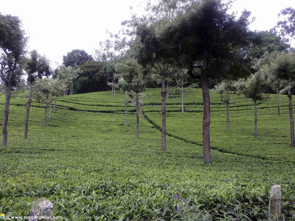 Photo of Bangalore to Ooty: A Scenic Journey That Makes The Perfect Road Trip 3/24 by Ashwini