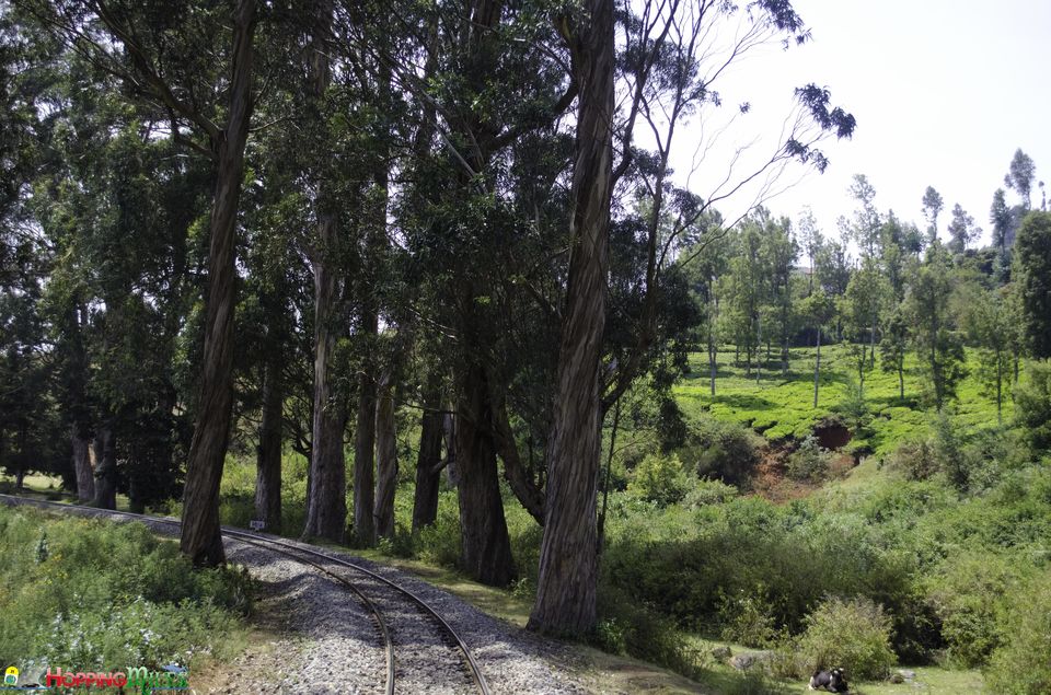 Photo of Ooty Toy train - A MUST experience !! 13/14 by Ashwini