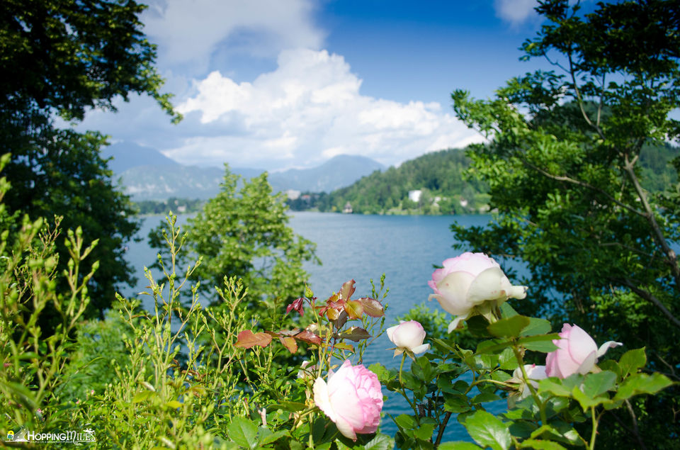 Photo of Slovenia Itinerary 16/16 by Ashwini