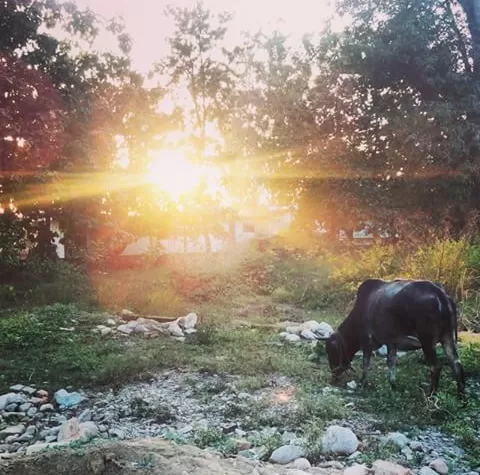 Photo of Palampur, Himachal Pradesh, India by Tanya Singh