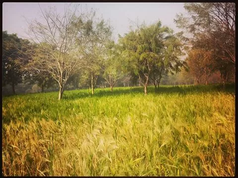 Photo of Haryana, Haryana, India by Tanya Singh