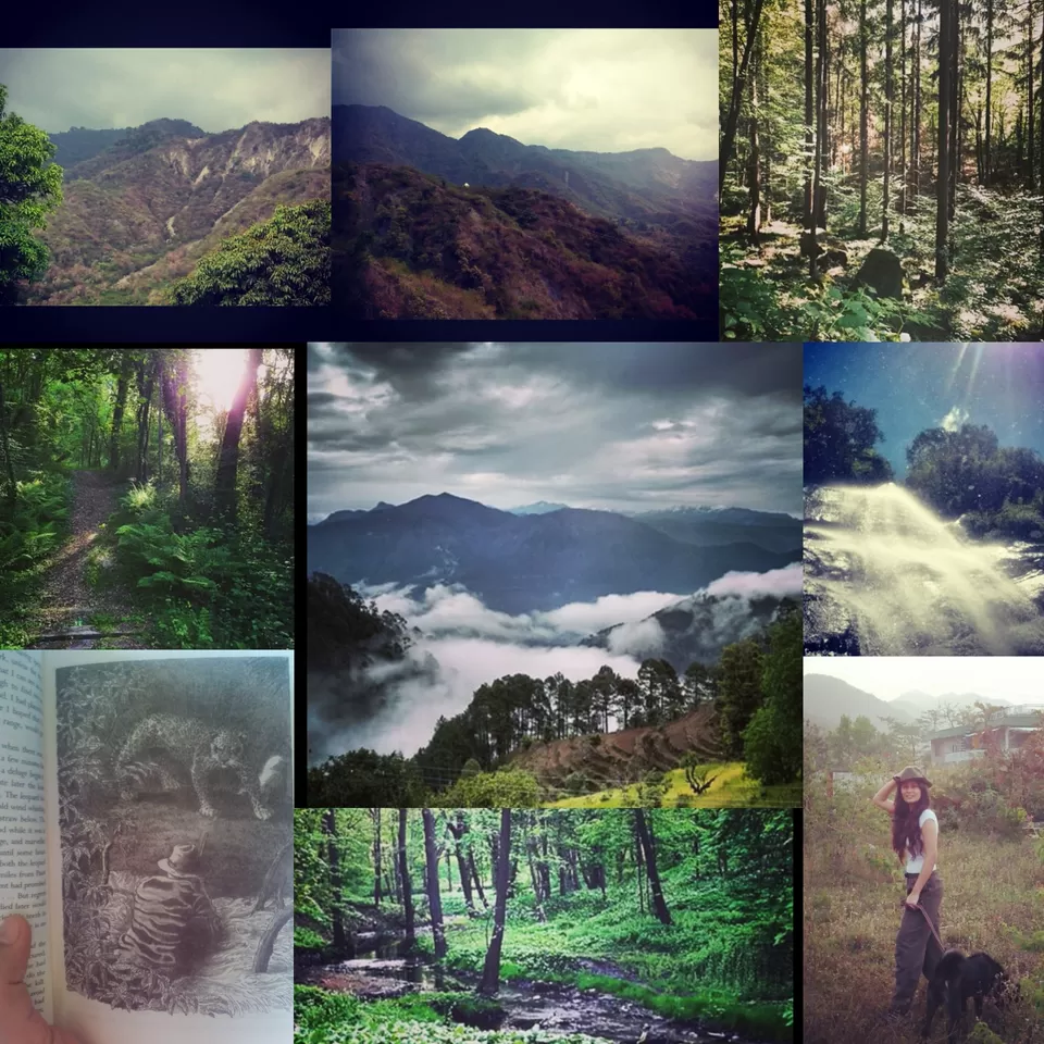 Photo of Chamba, Uttarakhand, India by Tanya Singh