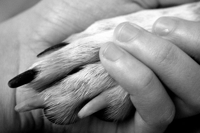 Photo of Dog Lovers, There Are Finally Two Dog-Friendly Cafes In India! 1/14 by Tanya Singh