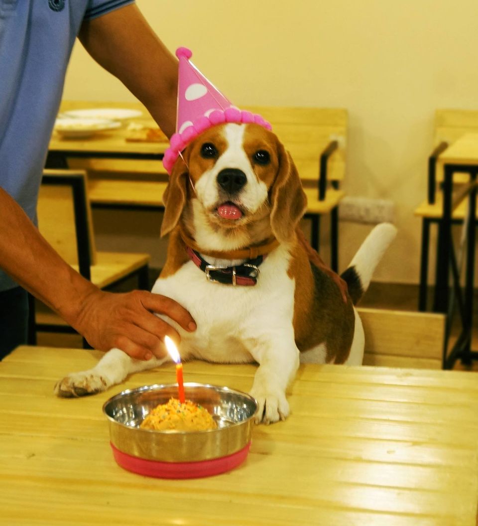 Photo of Dog Lovers, There Are Finally Two Dog-Friendly Cafes In India! 3/14 by Tanya Singh