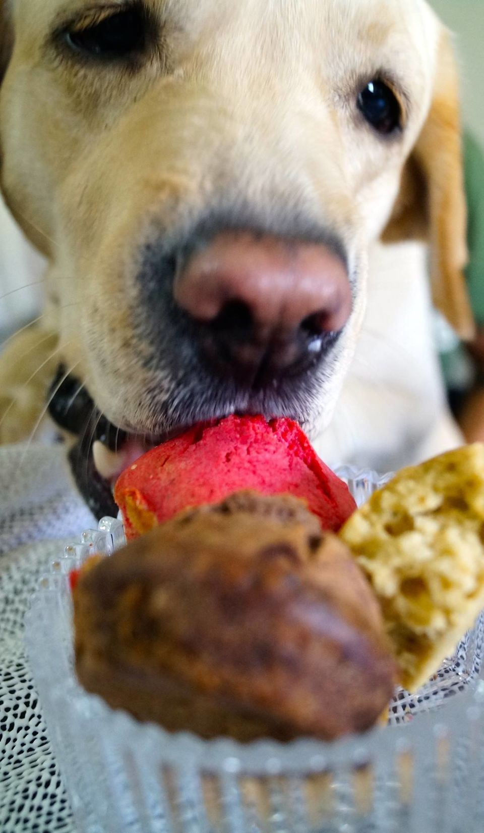 Photo of Dog Lovers, There Are Finally Two Dog-Friendly Cafes In India! 4/14 by Tanya Singh