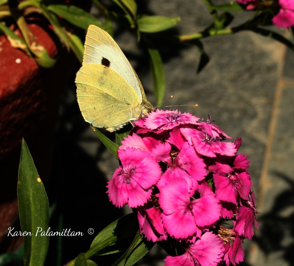 Photo of Dalhousie, Khajjiar and Dharamshala- my first trip to North India by Karie LP