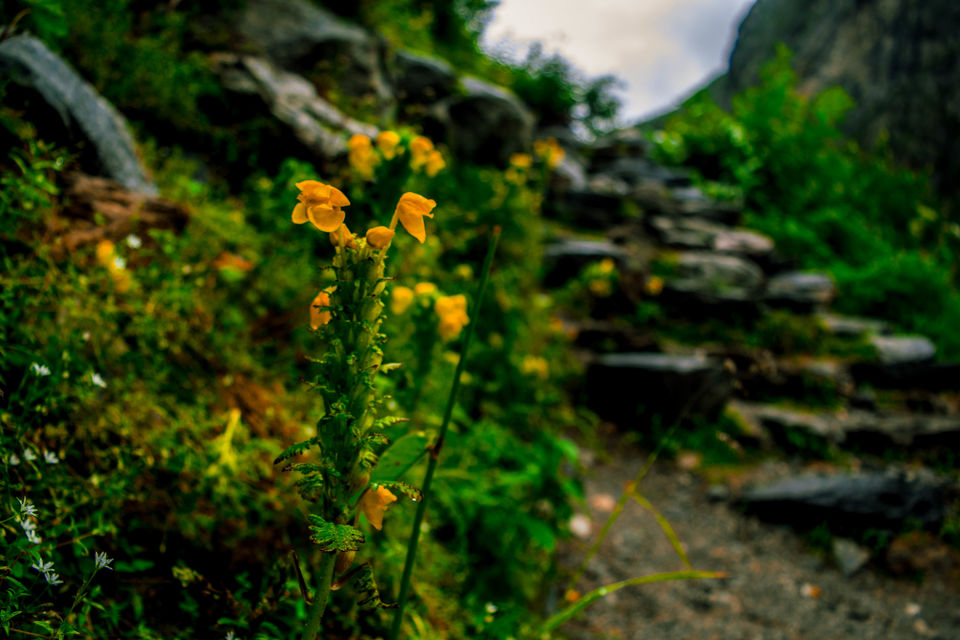 Photo of Valley of Flowers National Park, Uttarakhand, India by Rachita Saxena