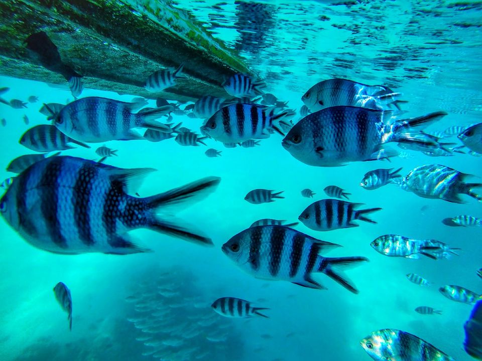 Photo of Blue Bay Marine Park, Blue Bay, Mauritius by Rachita Saxena