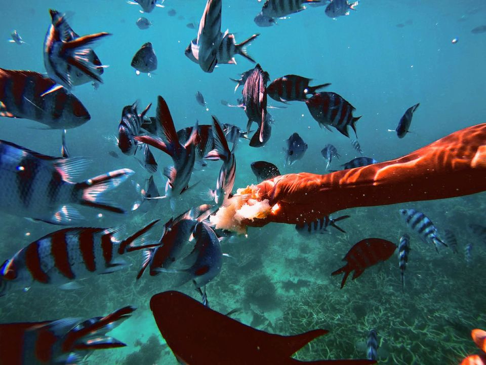 Photo of Glass Bottom Boat Snorkeling Tour in Mauritius: Your Guide to Explore the Exotic Underwater World by Rachita Saxena
