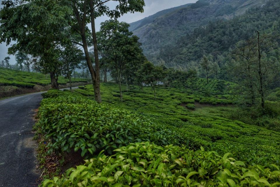 Photo of Munnar, Kerala, India by Rachita Saxena