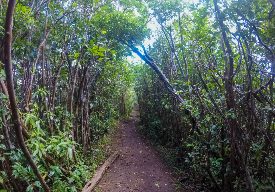 Photo of Hike to the Highest Mountain Peak in Mauritius and Enjoy an Amazing View of the Indian Ocean by Rachita Saxena