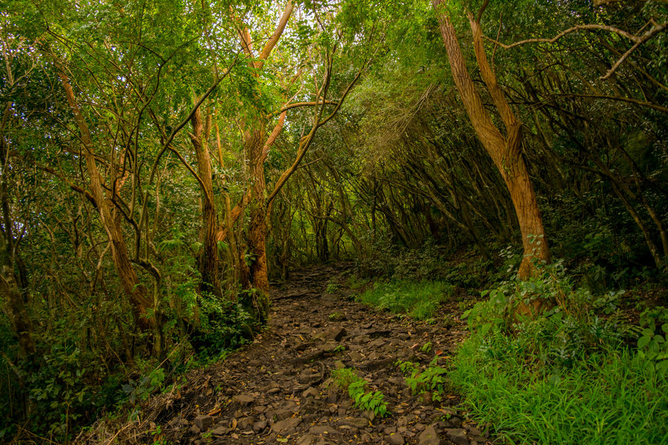 Photo of This Offbeat Hike in Mauritius is a Must-Do For All Adventure Enthusiasts by Rachita Saxena