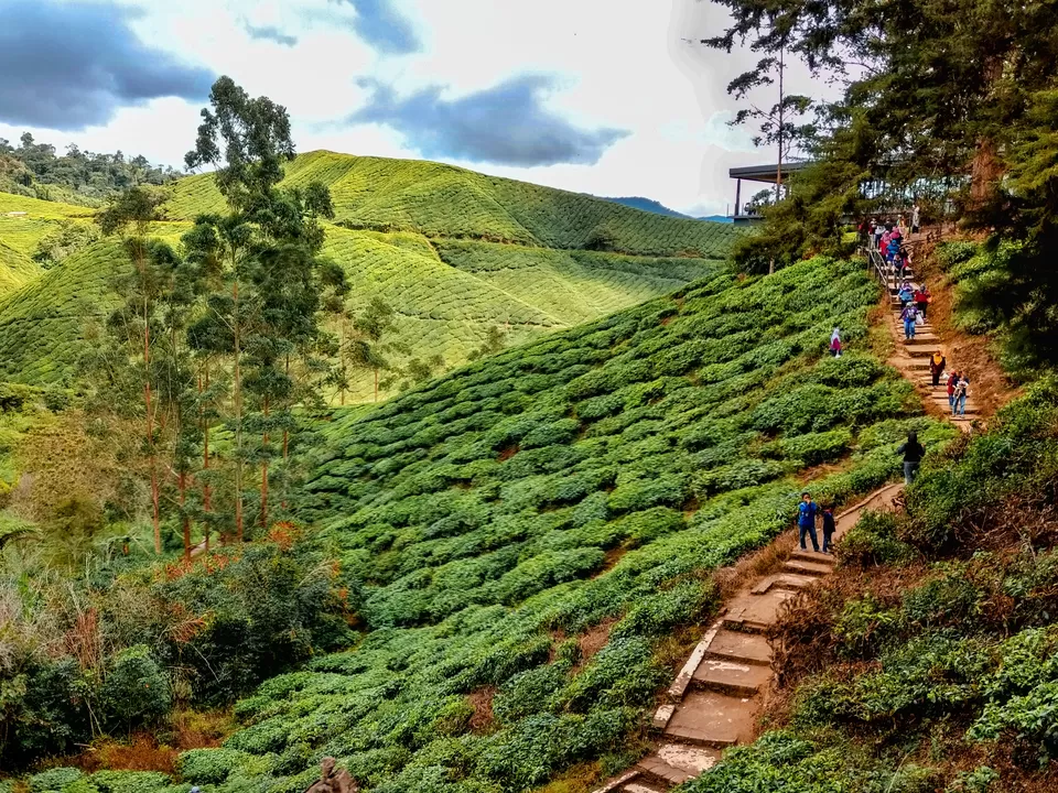 Photo of Cameron Highlands, Pahang, Malaysia by Rachita Saxena