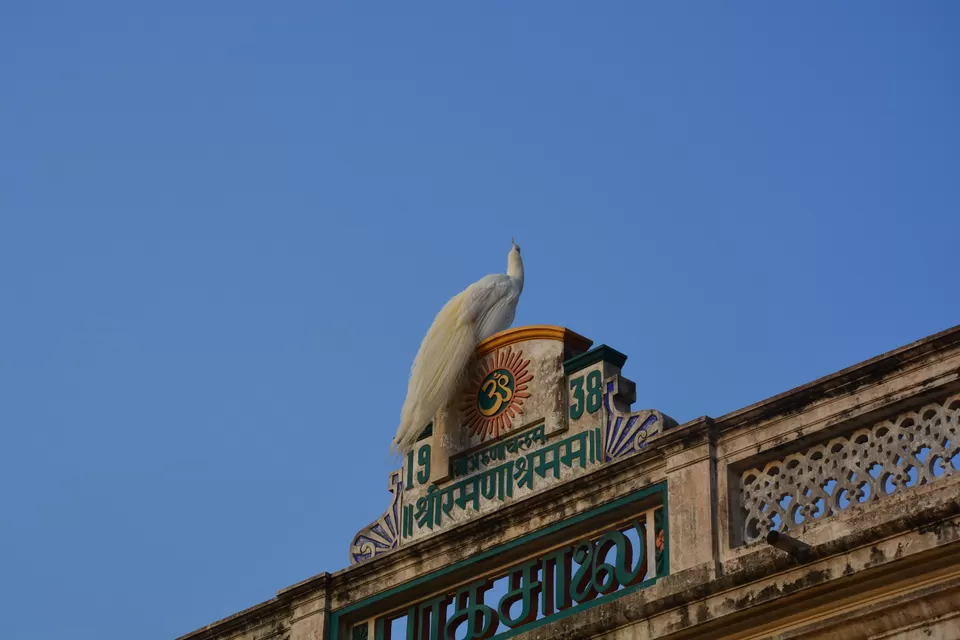Photo of A white peacock in Sri Ramanasramam, Tiruvannamalai by Gopal Raj