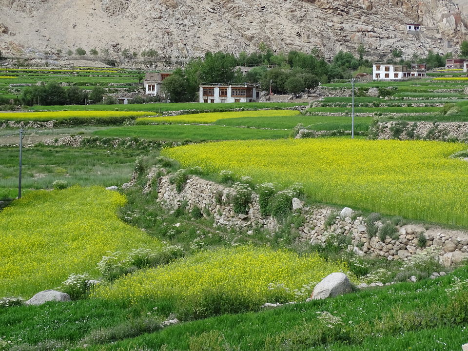 Photo of Mesmerizing Leh by srilakshmi