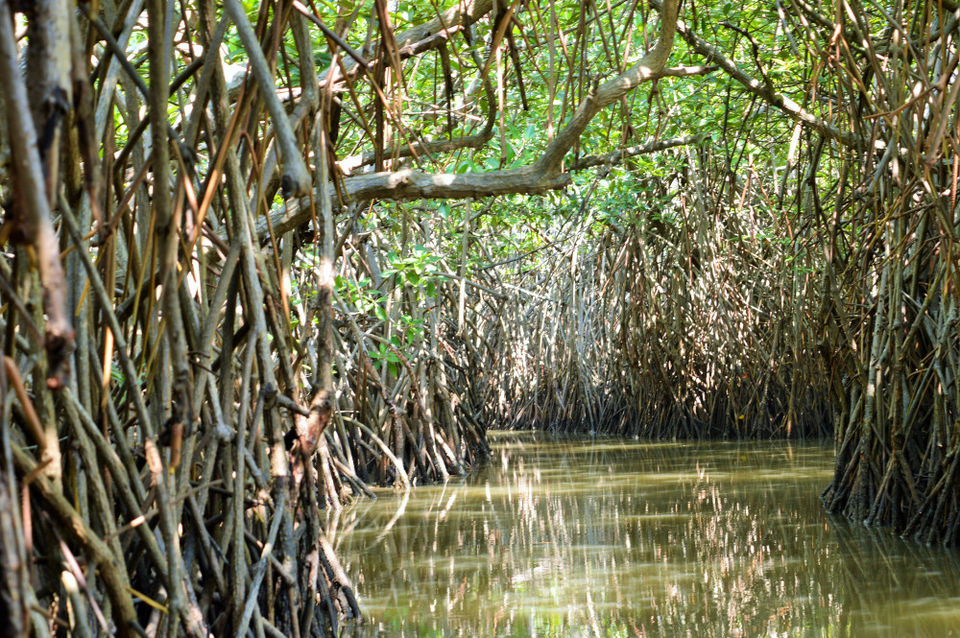 Photo of Groovy Mangroves! 2/10 by Pallavi Washivale