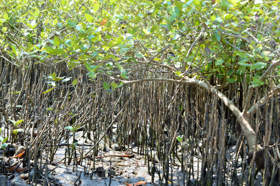 Photo of Groovy Mangroves! 4/10 by Pallavi Washivale