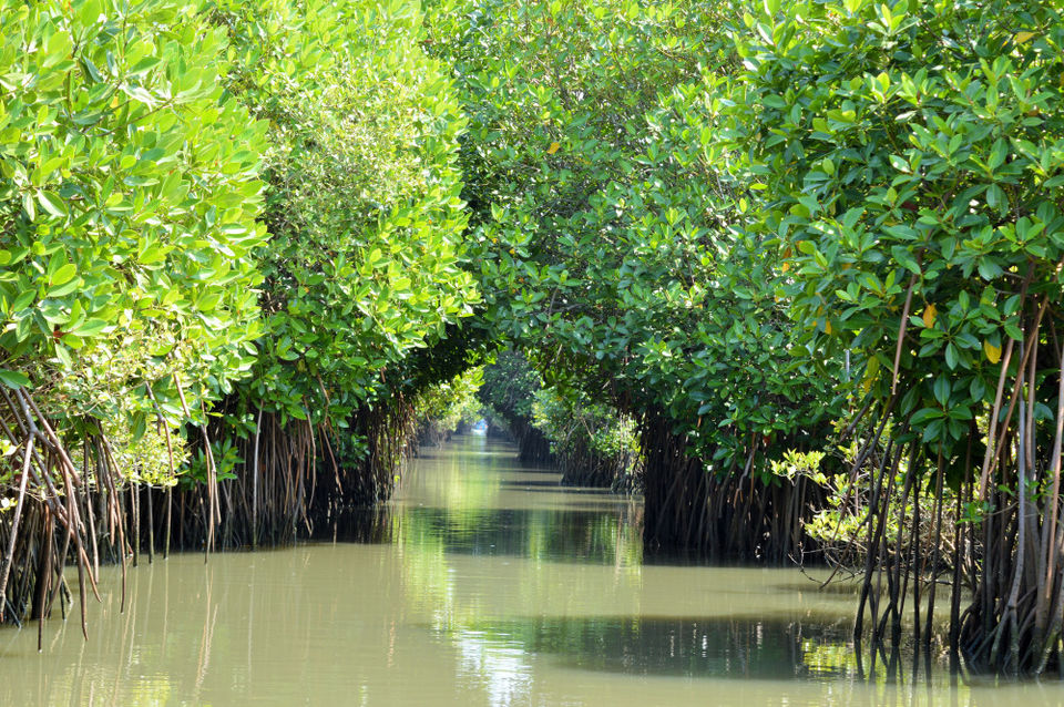 Photo of Groovy Mangroves! 5/10 by Pallavi Washivale