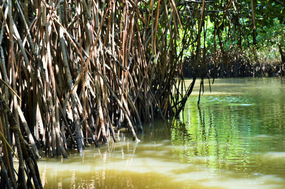 Photo of Groovy Mangroves! 6/10 by Pallavi Washivale
