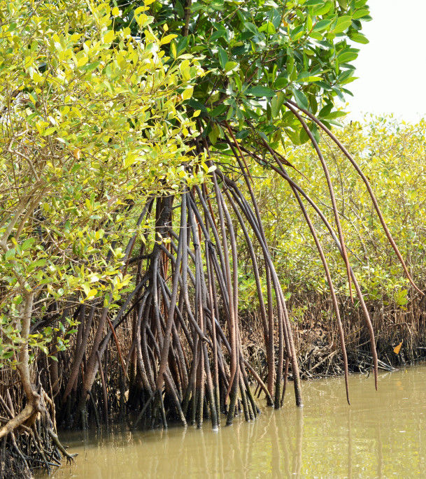 Photo of Groovy Mangroves! 9/10 by Pallavi Washivale