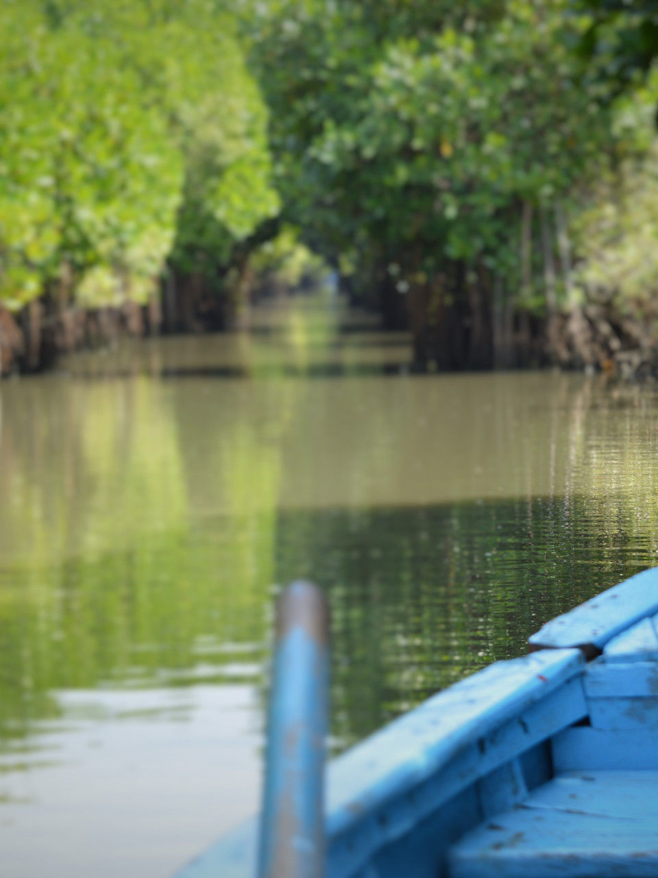 Photo of Groovy Mangroves! 10/10 by Pallavi Washivale