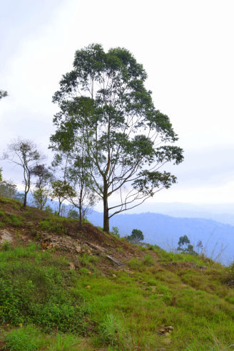 Photo of Tea gardens and much more! 4/12 by Pallavi Washivale