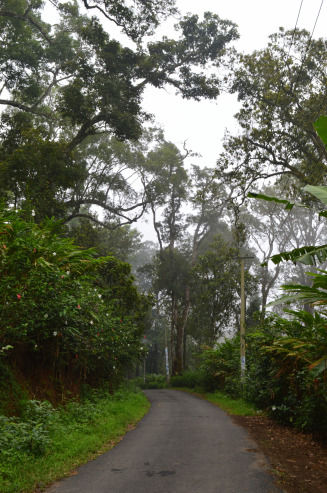 Photo of Tea gardens and much more! 6/12 by Pallavi Washivale
